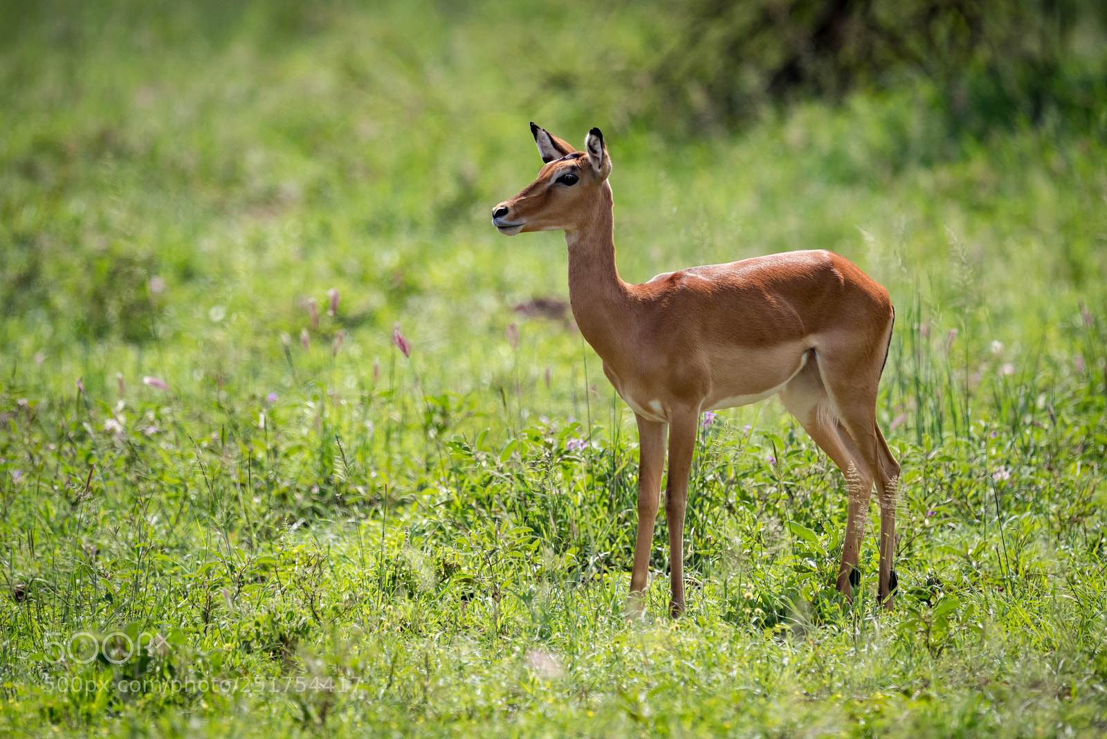 Nikon D810 sample photo. Female impala stands staring photography