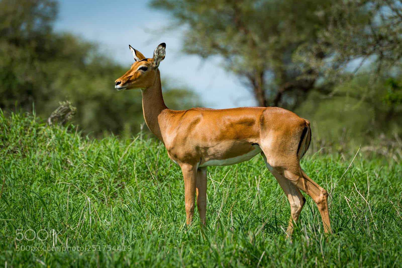 Nikon D850 sample photo. Female impala with head photography