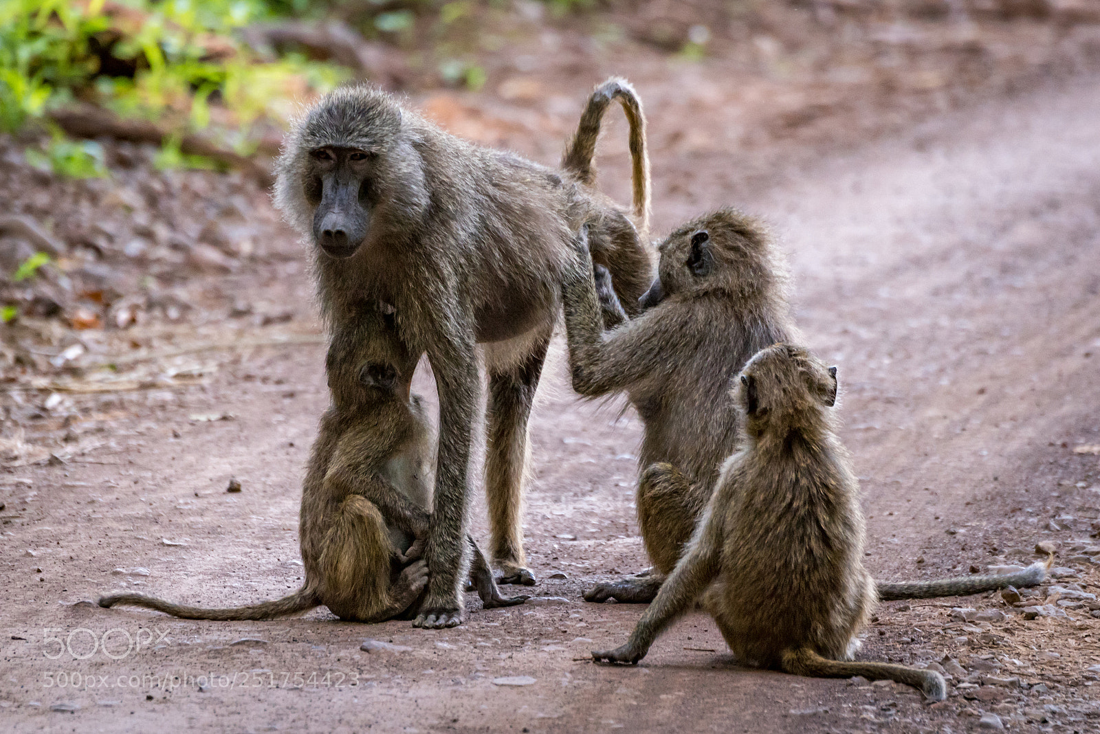 Nikon D810 sample photo. Female olive baboon groomed photography