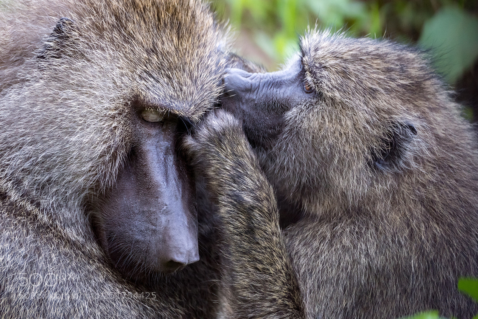 Nikon D810 sample photo. Female olive baboon grooming photography