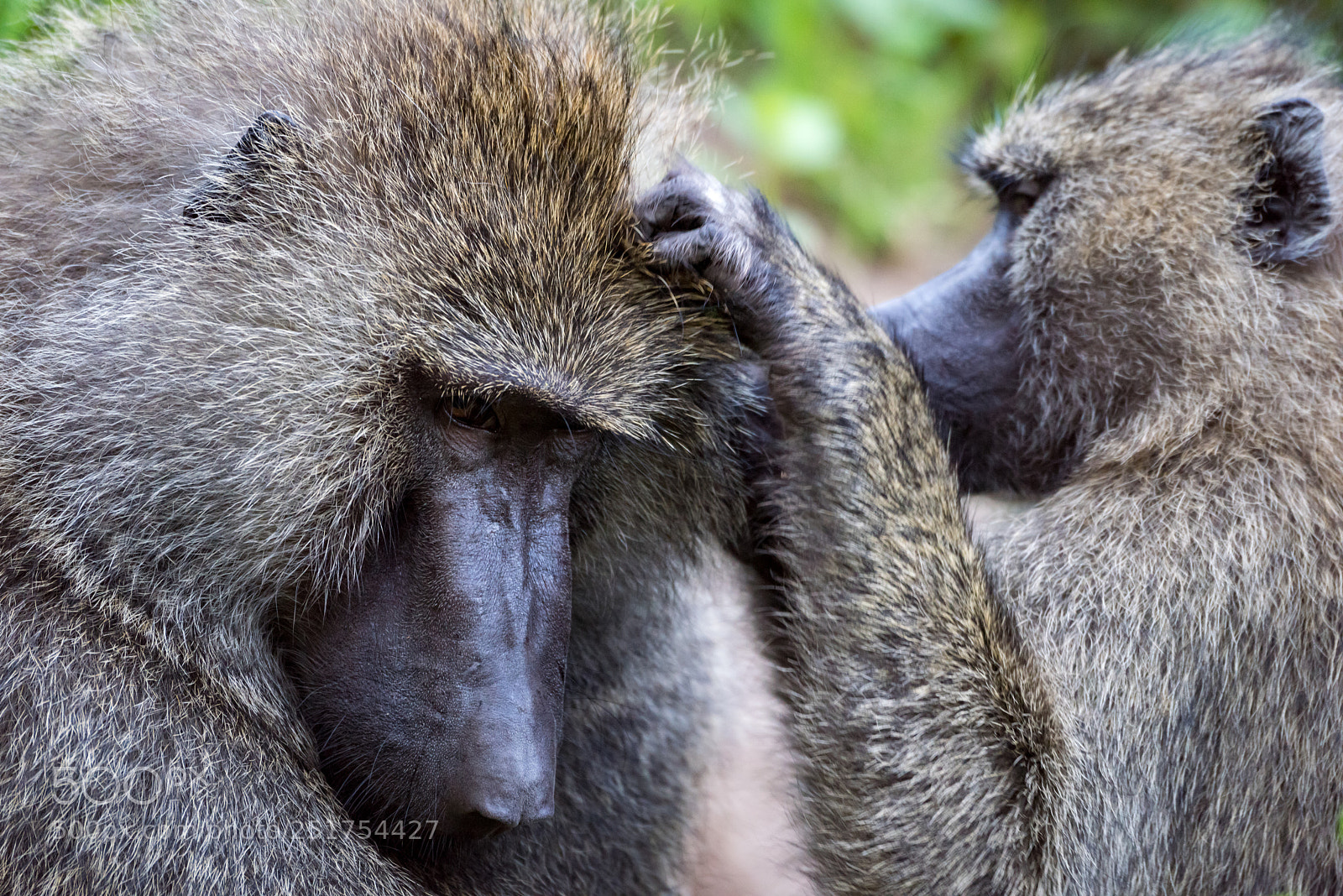 Nikon D810 sample photo. Female olive baboon grooming photography