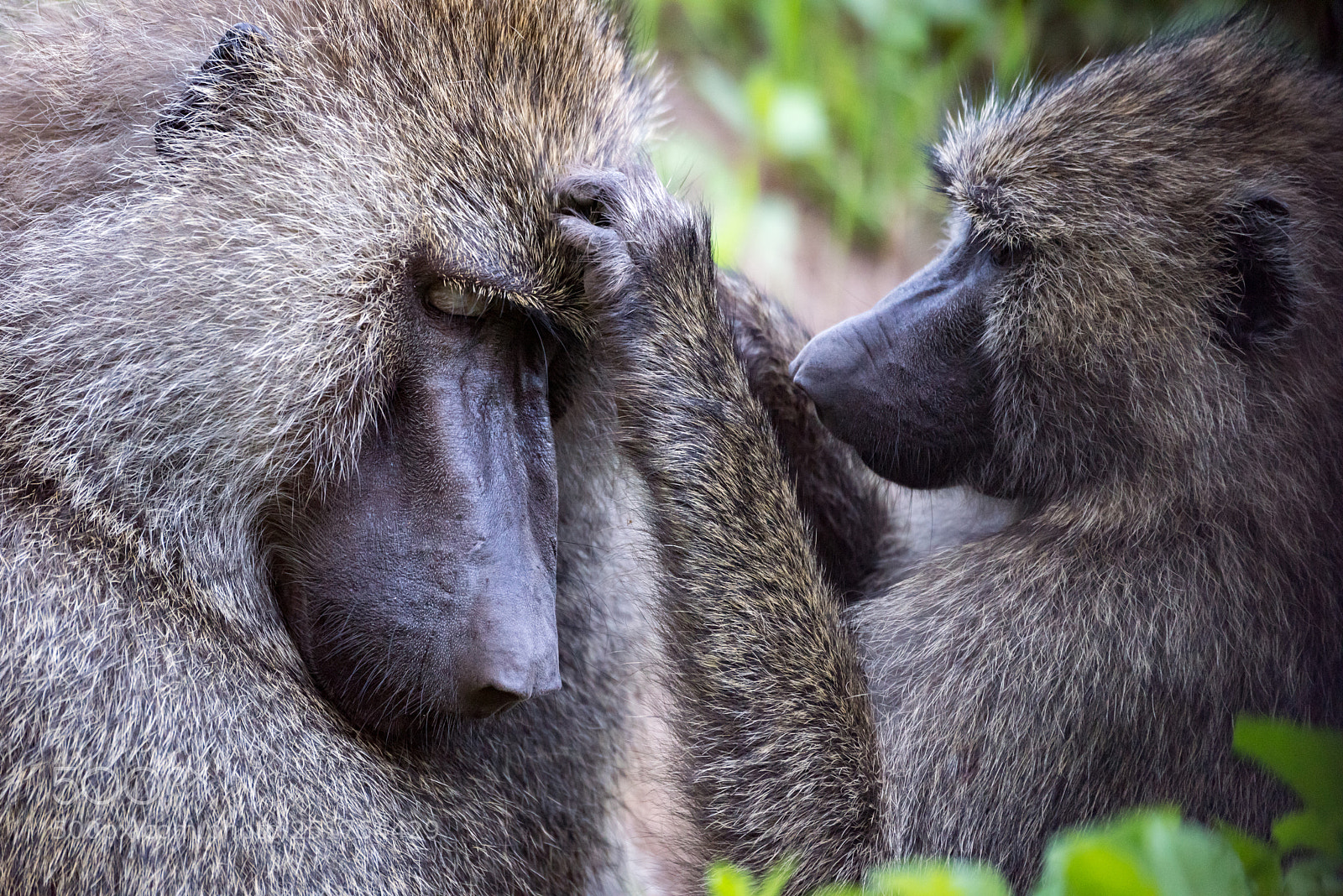 Nikon D810 sample photo. Female olive baboon grooming photography