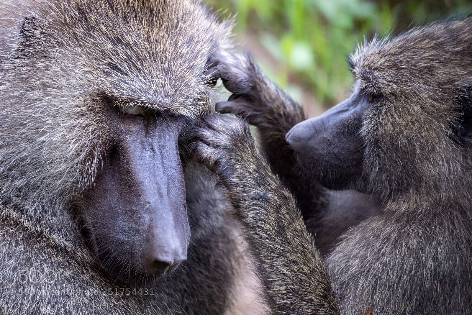 Nikon D810 sample photo. Female olive baboon grooming photography