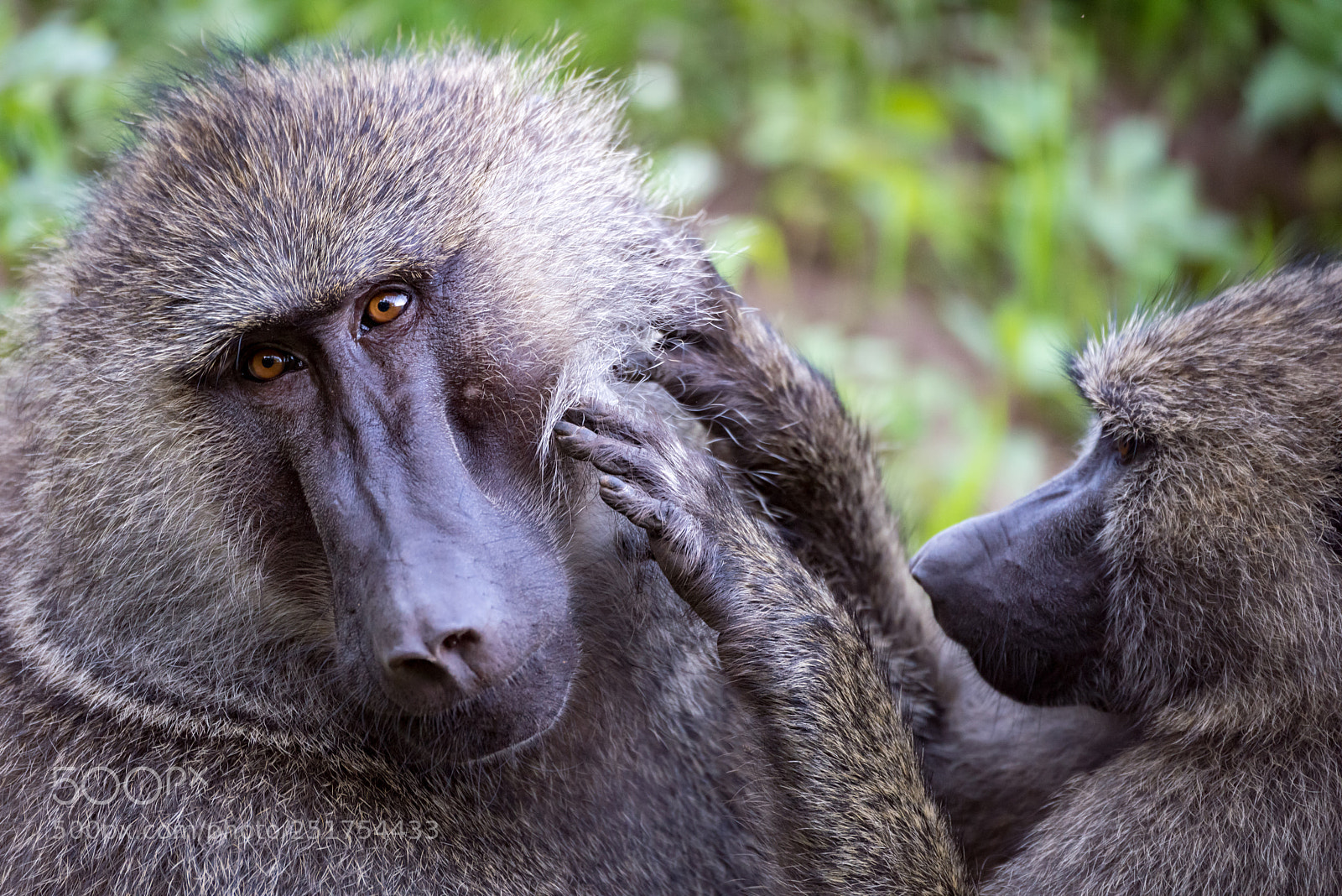 Nikon D810 sample photo. Female olive baboon grooms photography