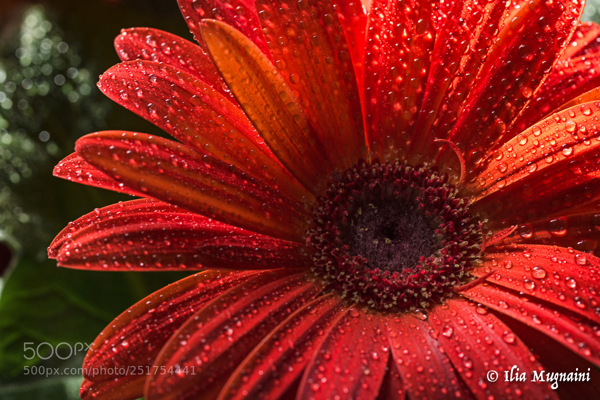 Nikon D7200 sample photo. La mia gerbera photography
