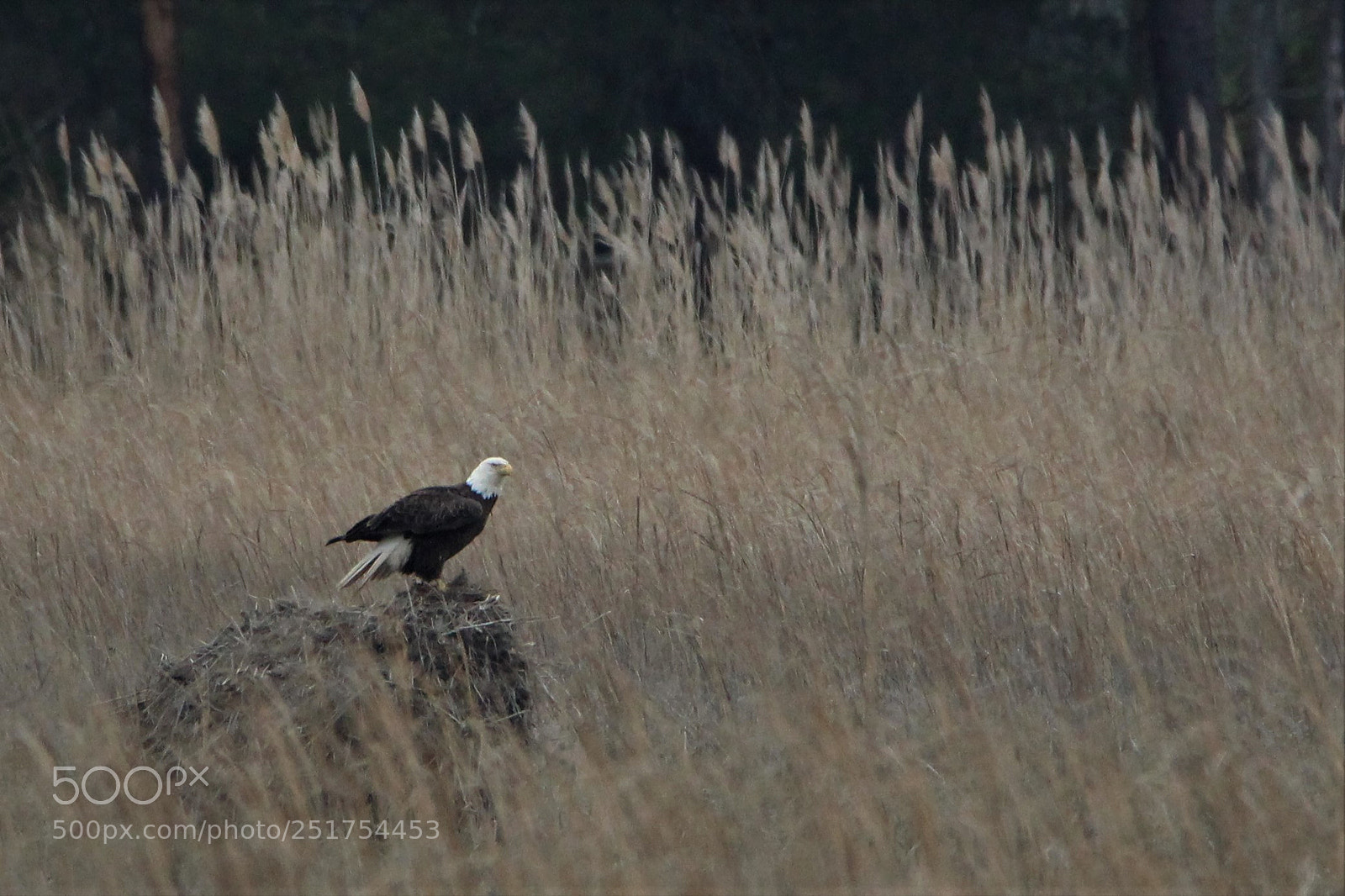 Canon EOS 1200D (EOS Rebel T5 / EOS Kiss X70 / EOS Hi) sample photo. Bald eagle photography