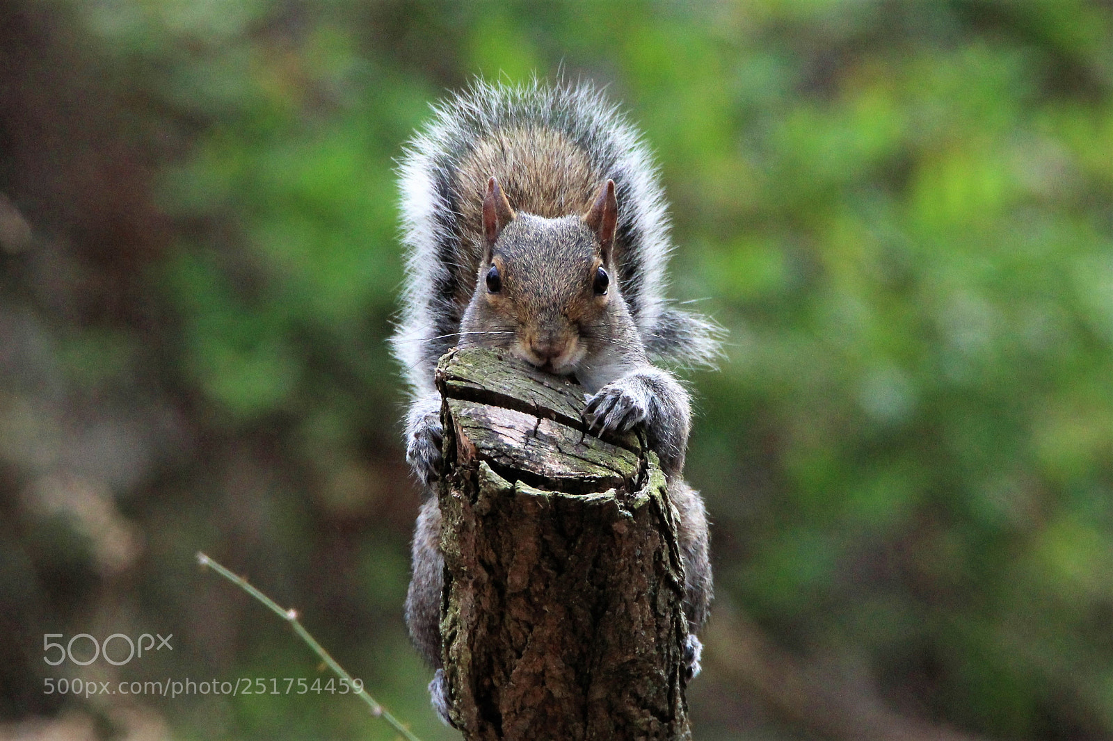 Canon EOS 1200D (EOS Rebel T5 / EOS Kiss X70 / EOS Hi) sample photo. Tree hugger photography