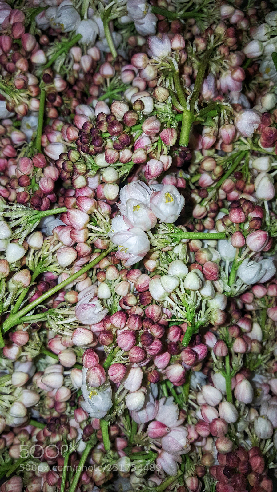 Samsung GALAXY S6 edge sample photo. Untitled photography