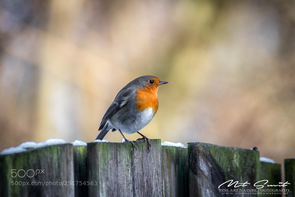 Canon EOS 80D sample photo. Sweet red robin photography