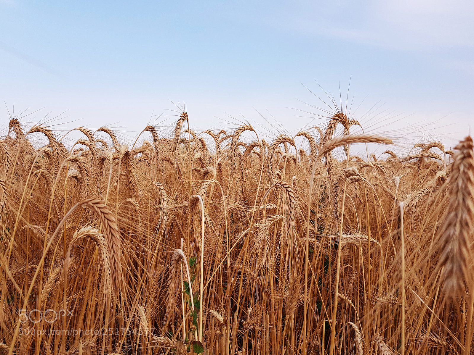 Samsung Galaxy S8+ sample photo. Field photography