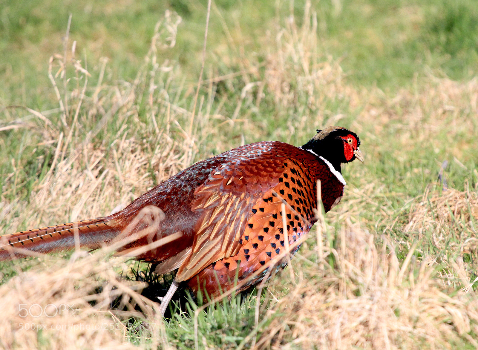 Canon EOS 7D sample photo. Easter walk photography