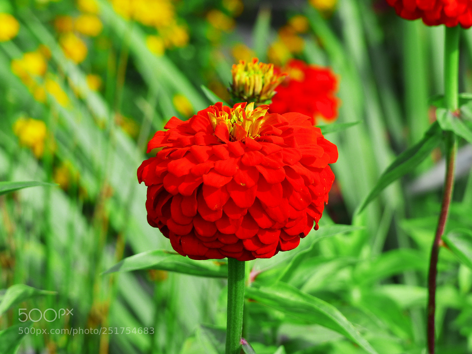Panasonic Lumix DMC-FZ200 sample photo. Jpg photography