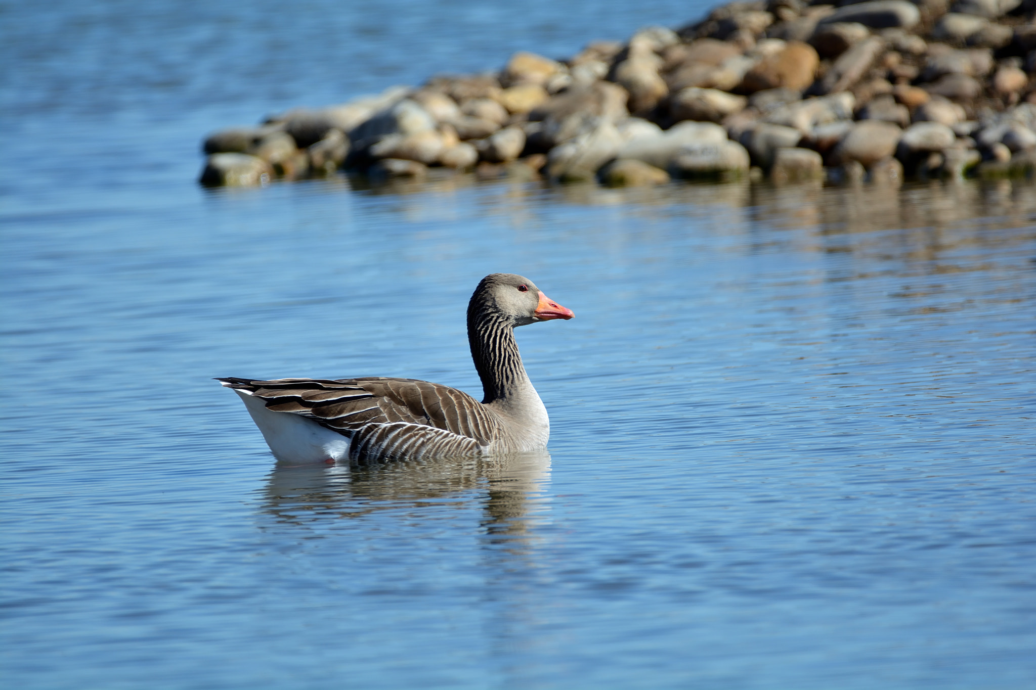 Sigma 150-600mm F5-6.3 DG OS HSM | C sample photo. Ansar común (anser anser) photography