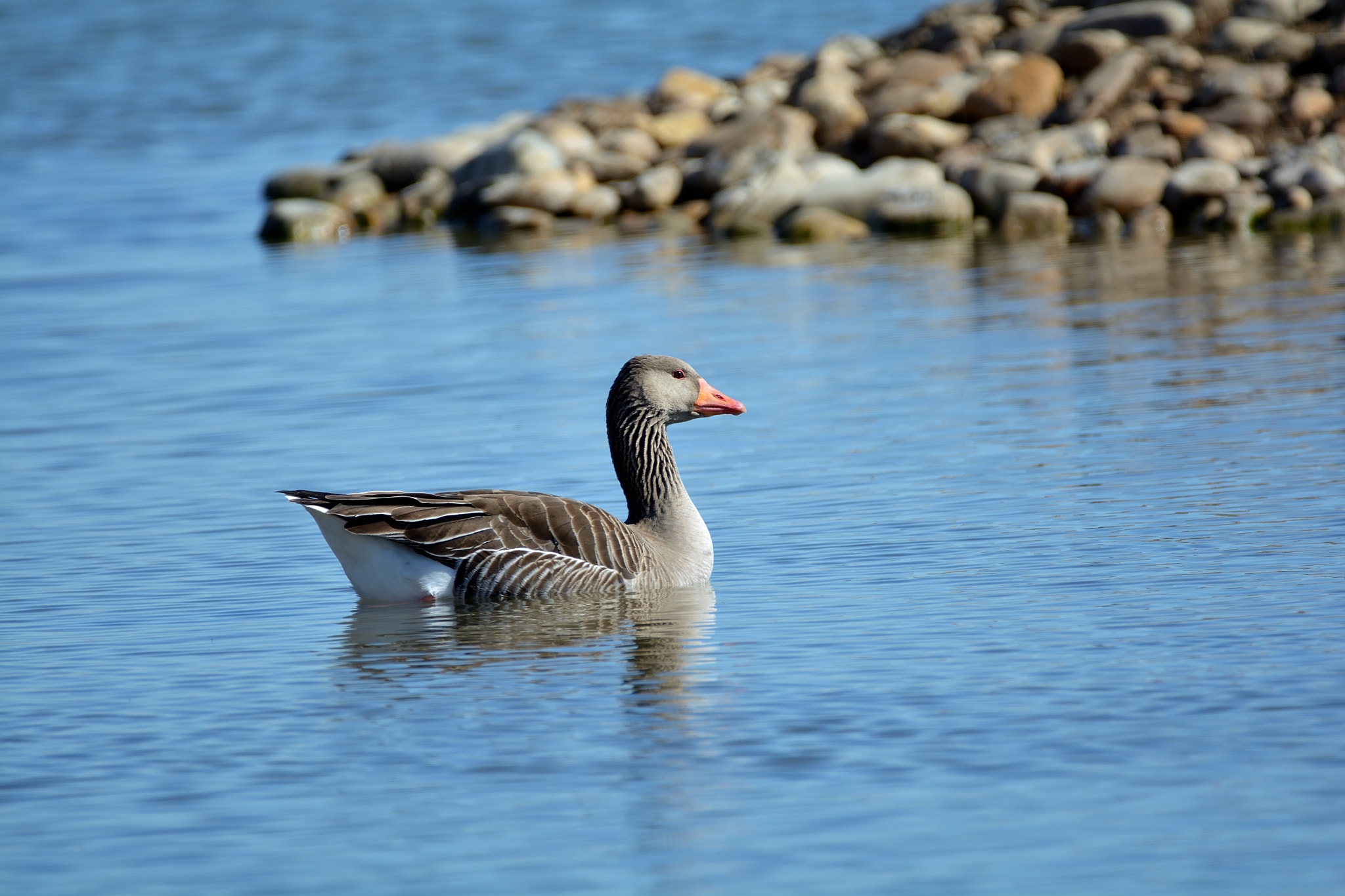 Nikon D5200 + Sigma 150-600mm F5-6.3 DG OS HSM | C sample photo. Ansar común (anser anser) photography