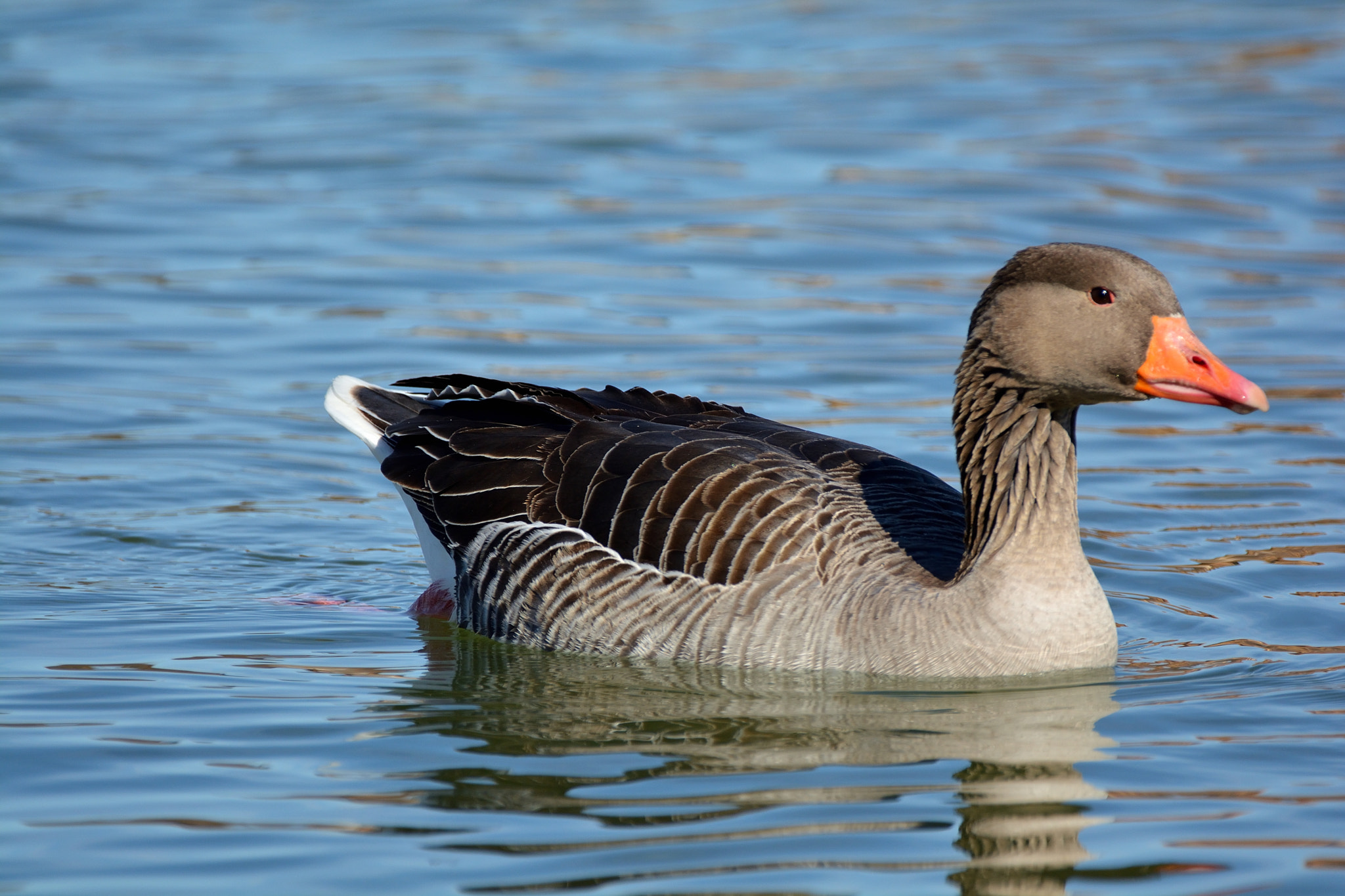 Nikon D5200 + Sigma 150-600mm F5-6.3 DG OS HSM | C sample photo. Ansar común (anser anser) photography