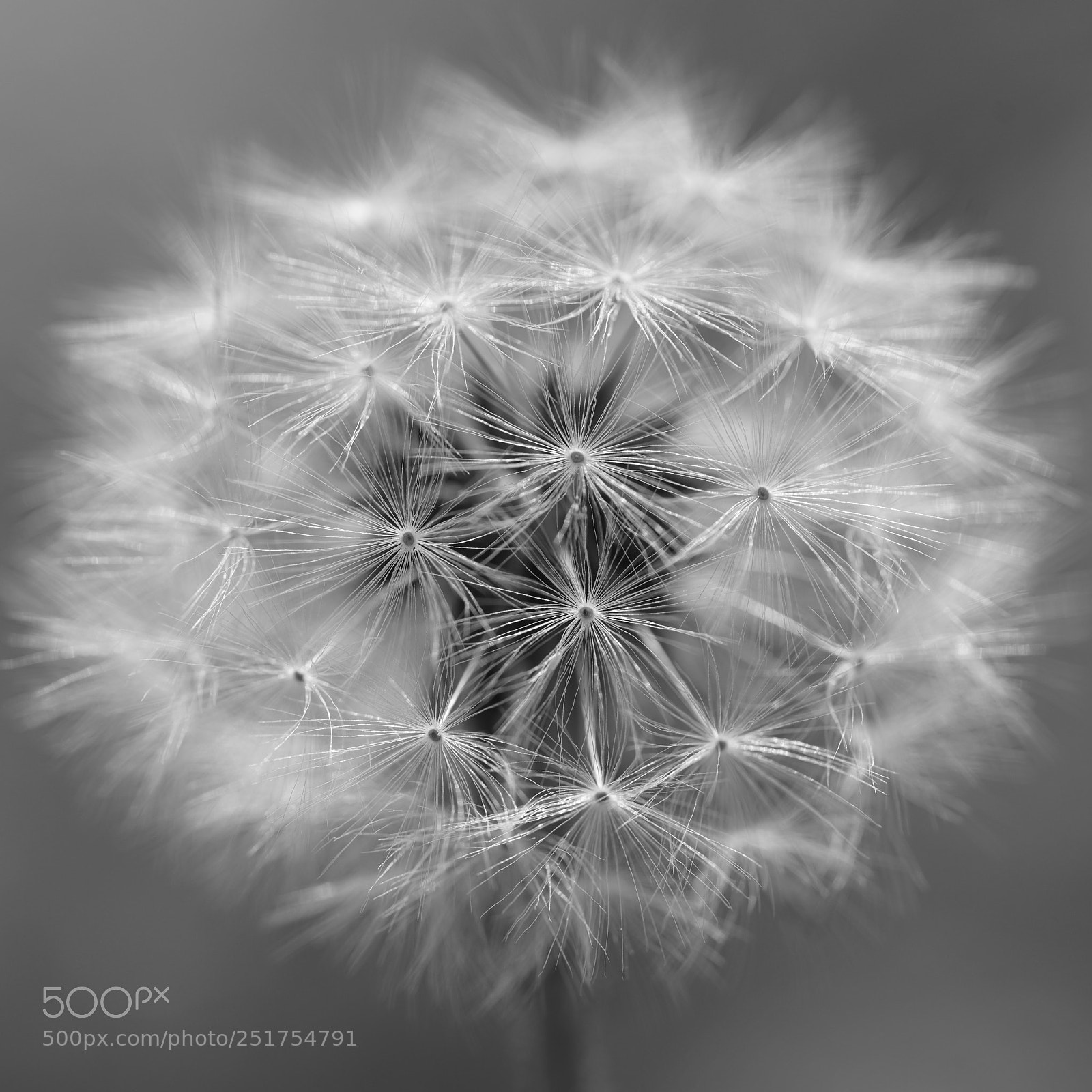 Sony a7R III sample photo. Dandelion photography