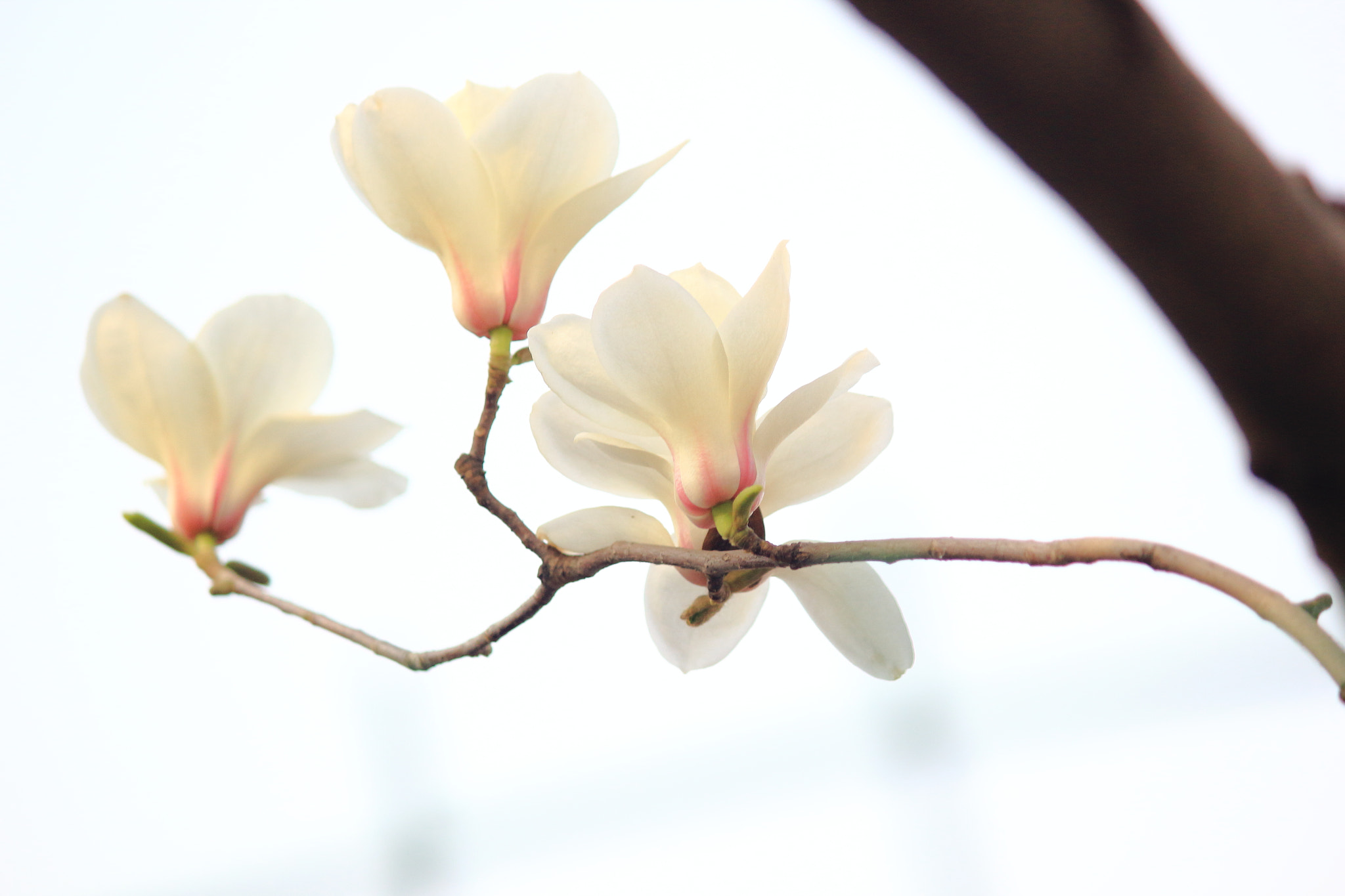 Canon EF-S 55-250mm F4-5.6 IS II sample photo