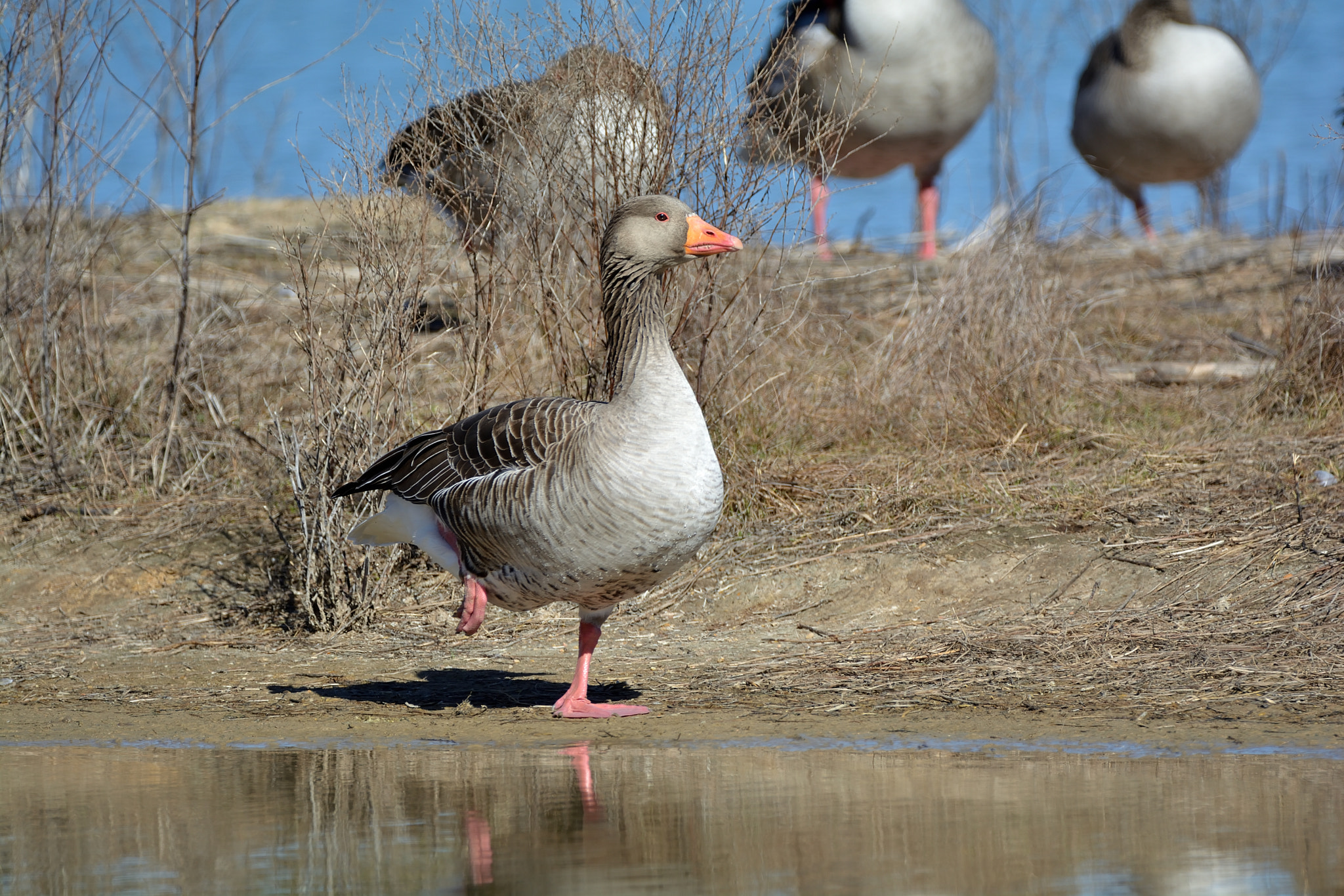 Nikon D5200 + Sigma 150-600mm F5-6.3 DG OS HSM | C sample photo. Ansar común (anser anser) photography