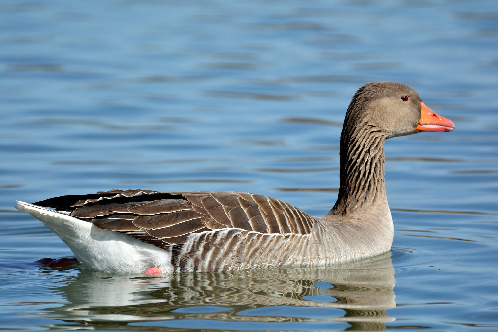 Nikon D5200 + Sigma 150-600mm F5-6.3 DG OS HSM | C sample photo. Ansar común (anser anser) photography