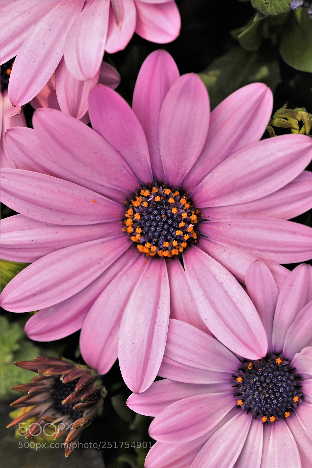 Canon EOS 5D Mark IV sample photo. Spring flowers photography