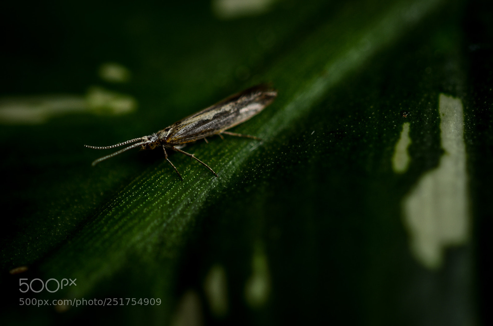 Nikon D7000 sample photo. Insect photography