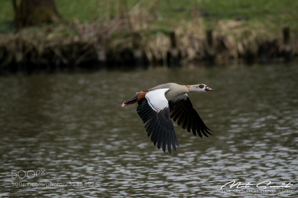 Canon EOS 80D sample photo. Egyptian goose flying by photography