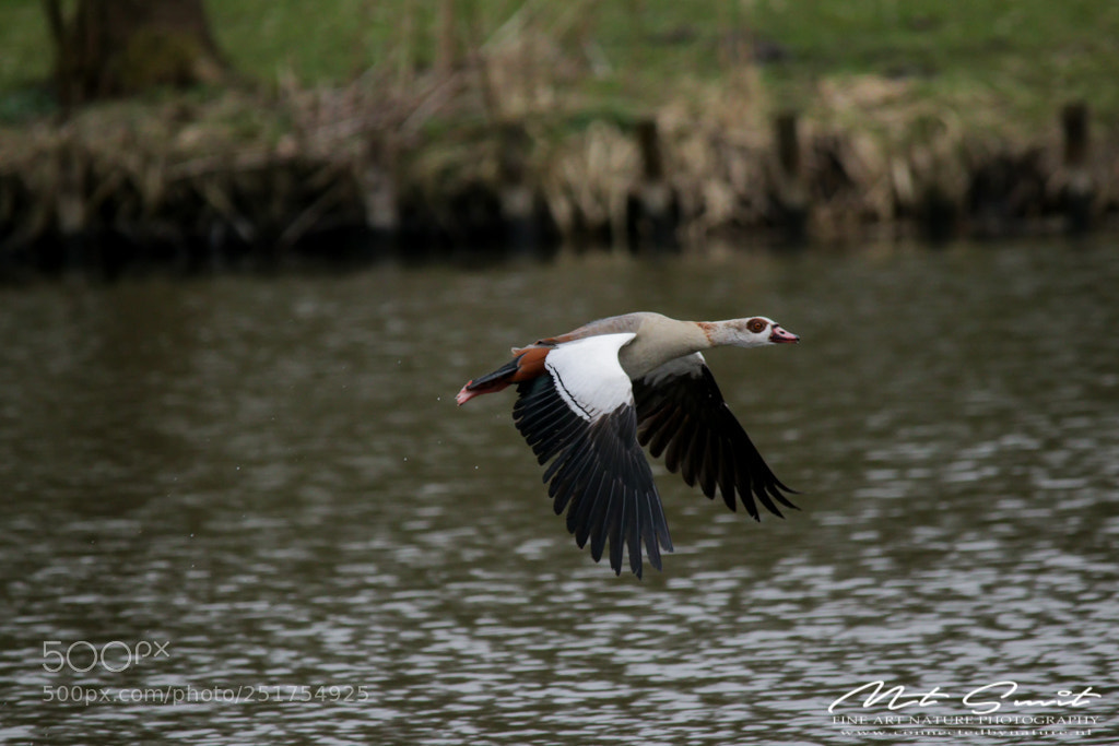 Canon EOS 80D sample photo. Egyptian goose flying by photography