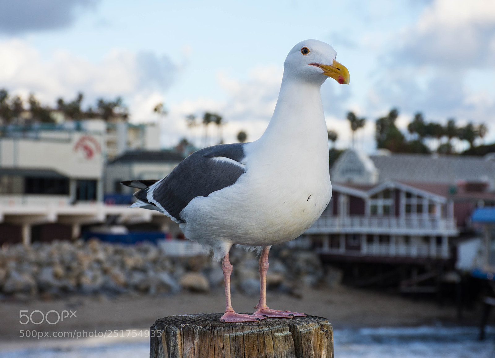 Nikon D7200 sample photo. Seagull portrait number 8 photography