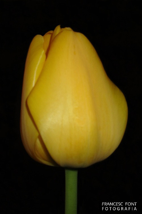 Canon PowerShot ELPH 170 IS (IXUS 170 / IXY 170) sample photo. Tulipa groga photography