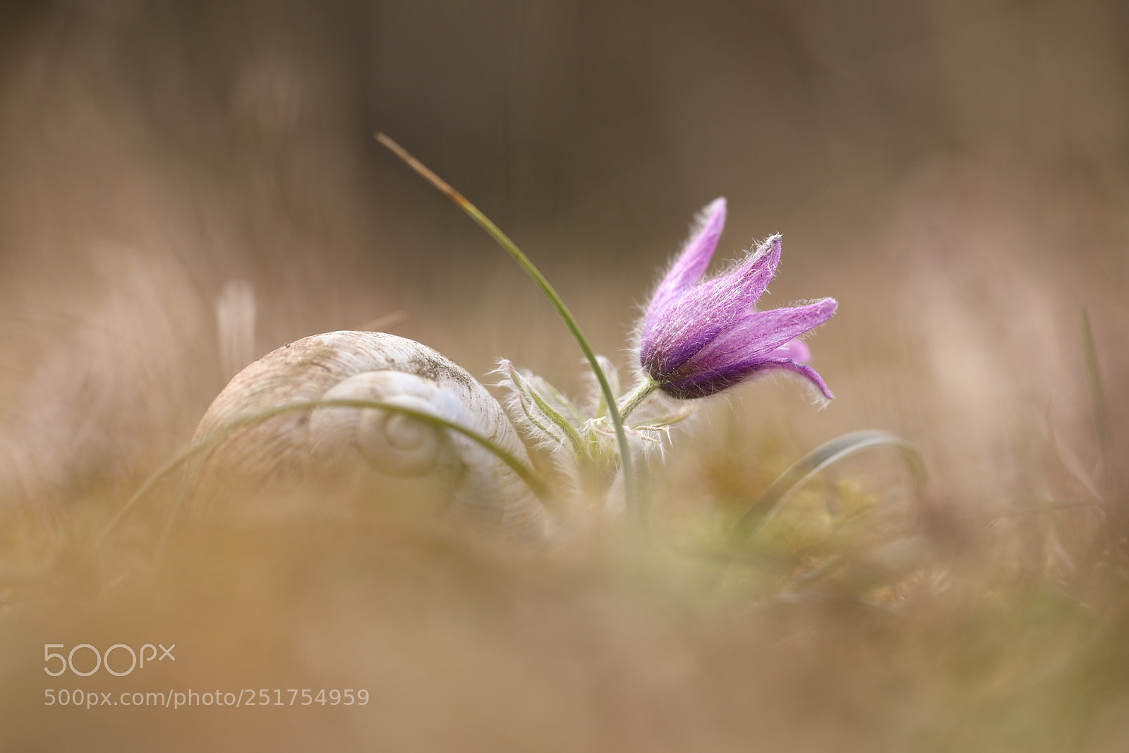 Canon EOS 5D Mark IV sample photo. Pulsatilla photography