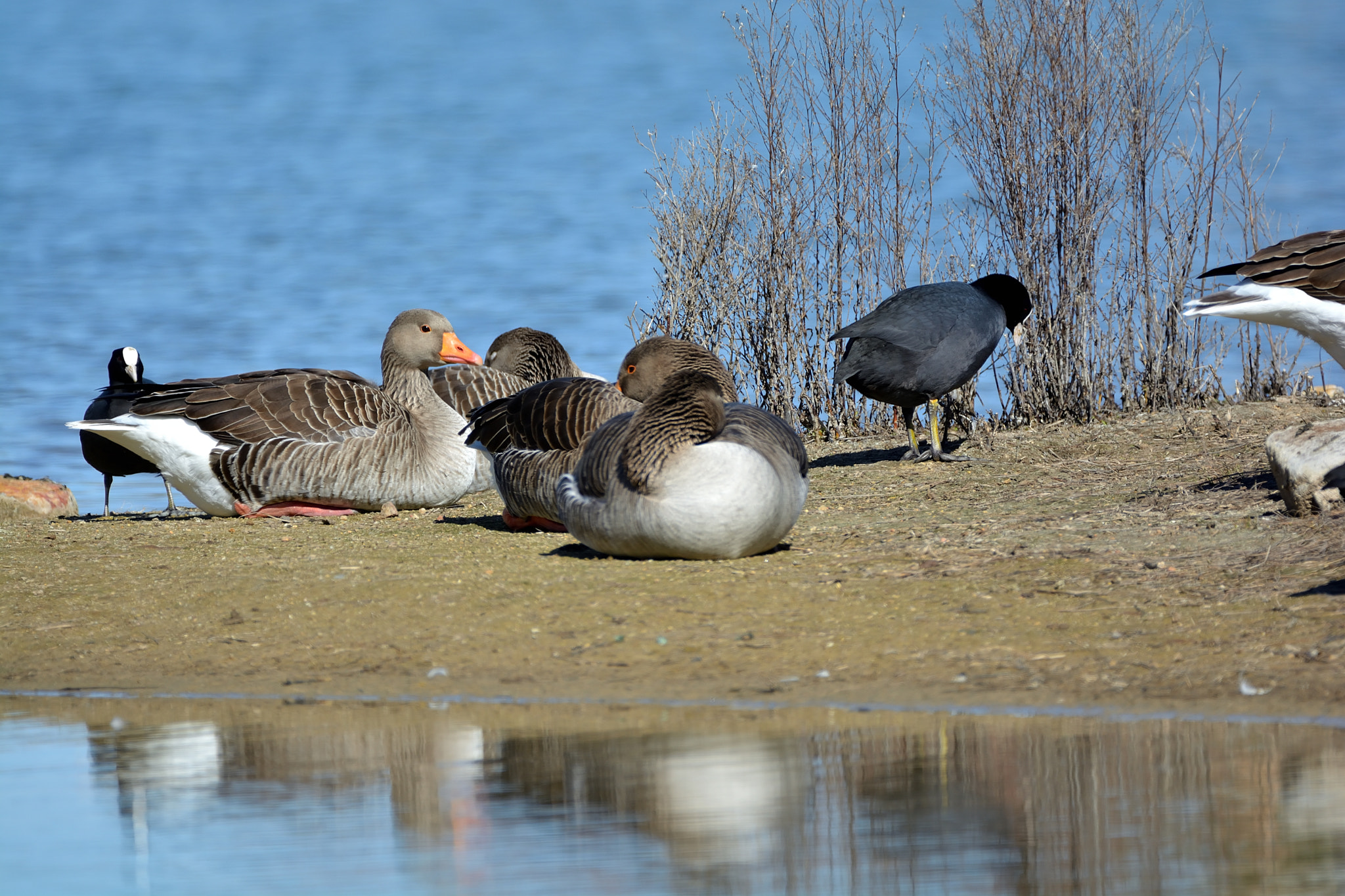 Nikon D5200 + Sigma 150-600mm F5-6.3 DG OS HSM | C sample photo. Ansar común (anser anser) photography