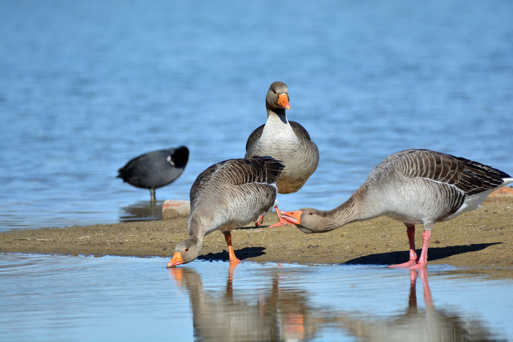 Nikon D5200 + Sigma 150-600mm F5-6.3 DG OS HSM | C sample photo. Ansar común (anser anser) photography