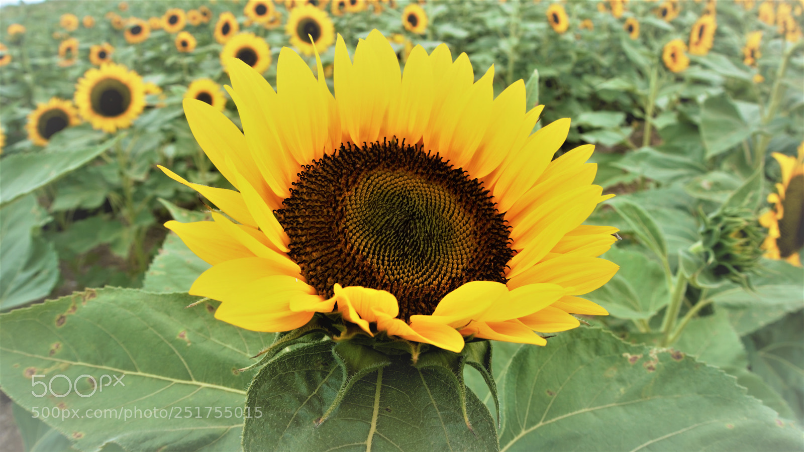 Sony a6000 sample photo. Sunflower from finca el photography