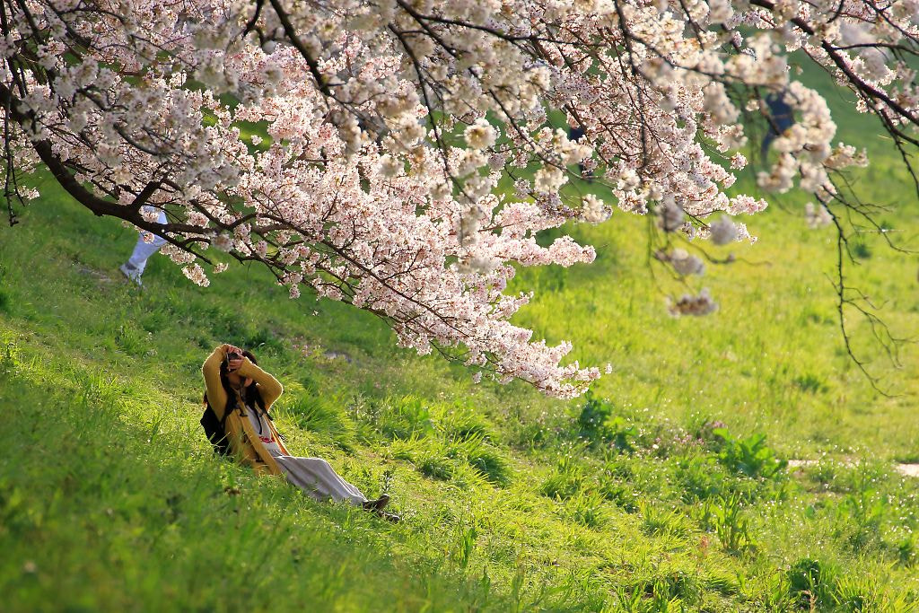 Tamron SP 35mm F1.8 Di VC USD sample photo. 花撮り photography