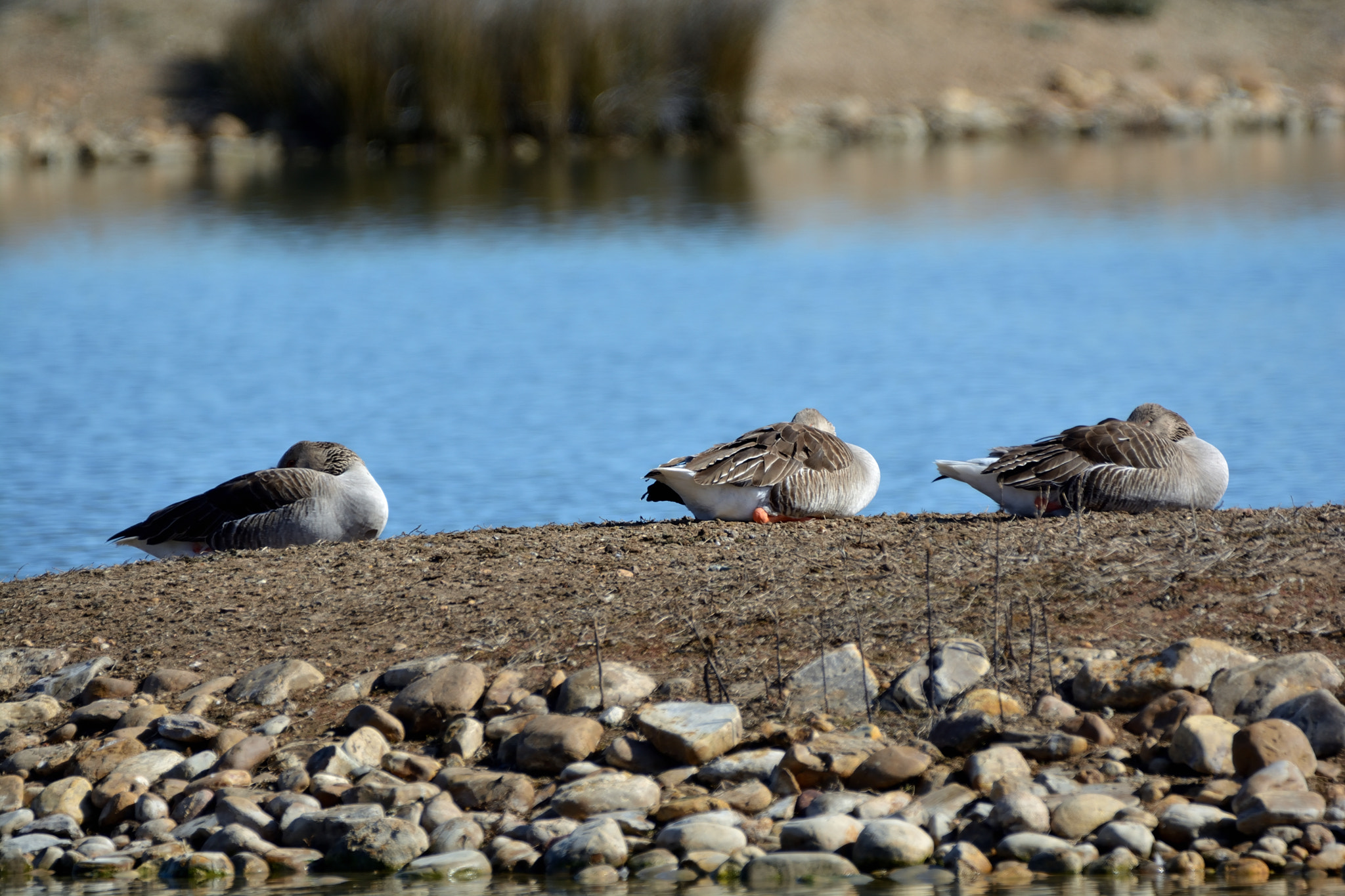 Nikon D5200 + Sigma 150-600mm F5-6.3 DG OS HSM | C sample photo. Ansar común (anser anser) photography