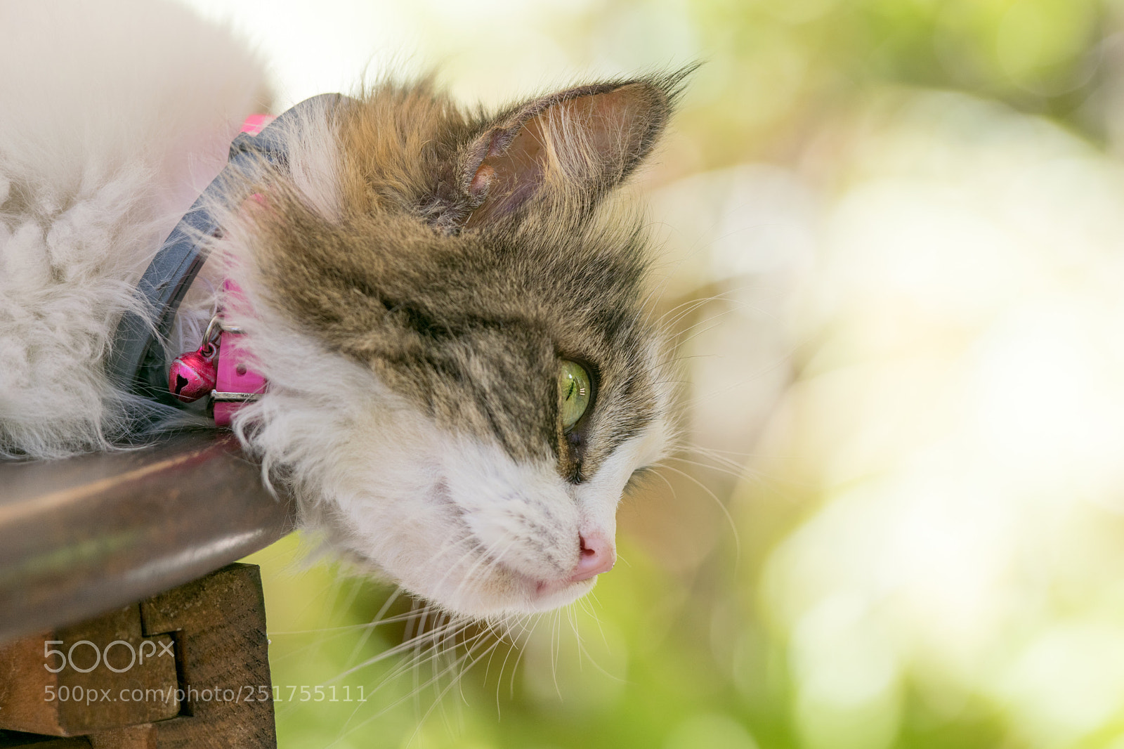 Nikon D5300 sample photo. What are you looking photography