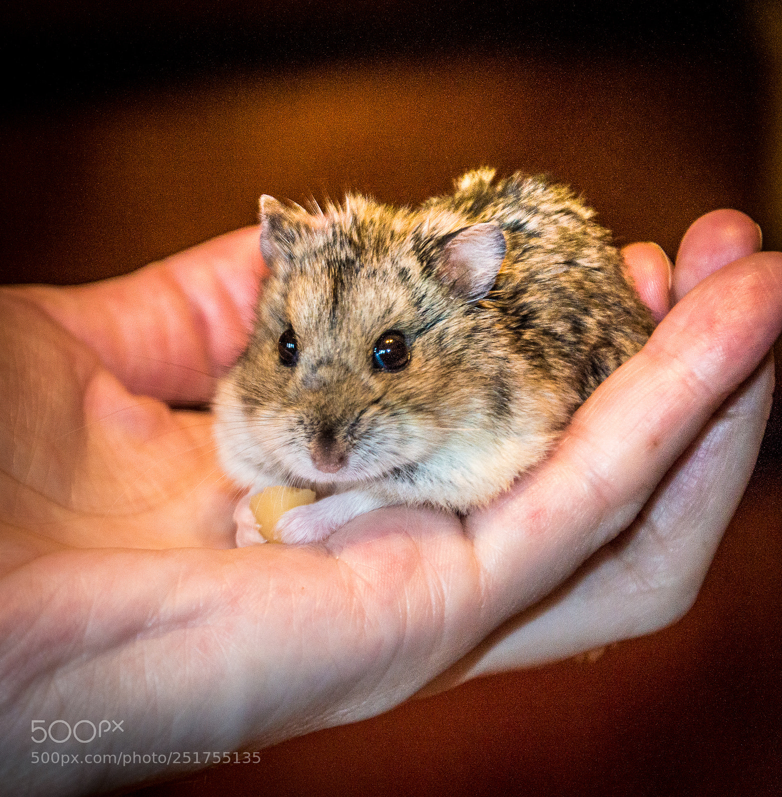 Nikon D3200 sample photo. Jungar hamster photography