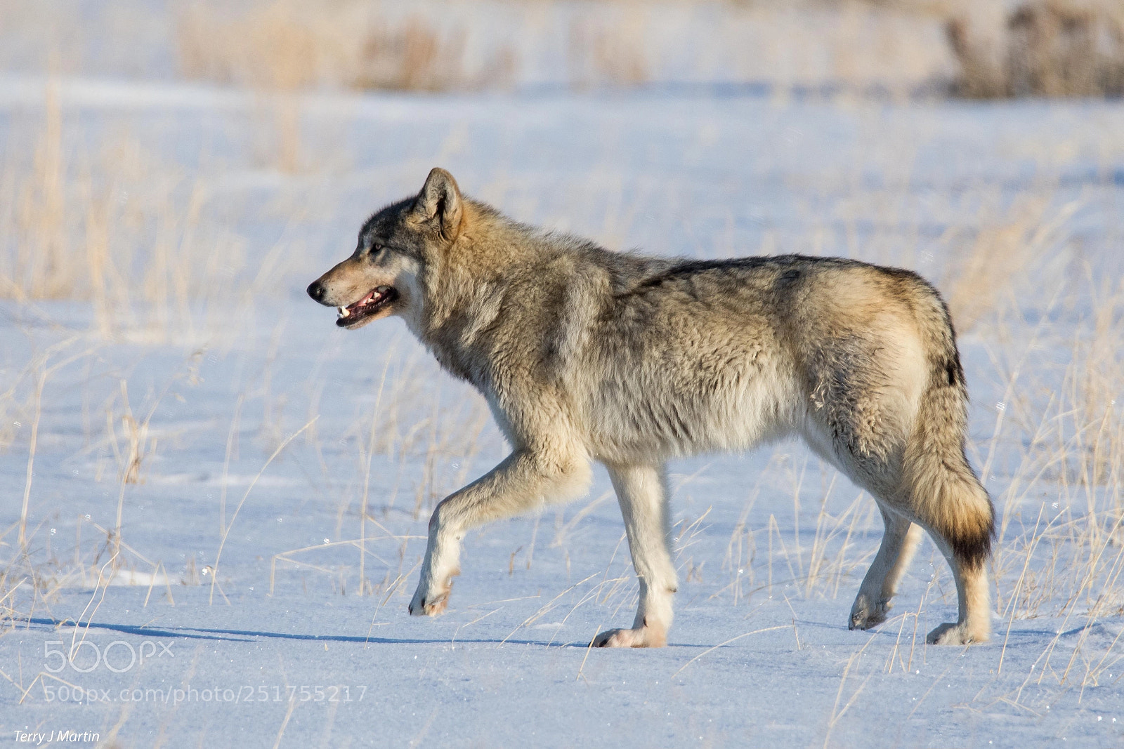 Nikon D7200 sample photo. Wolf world photography