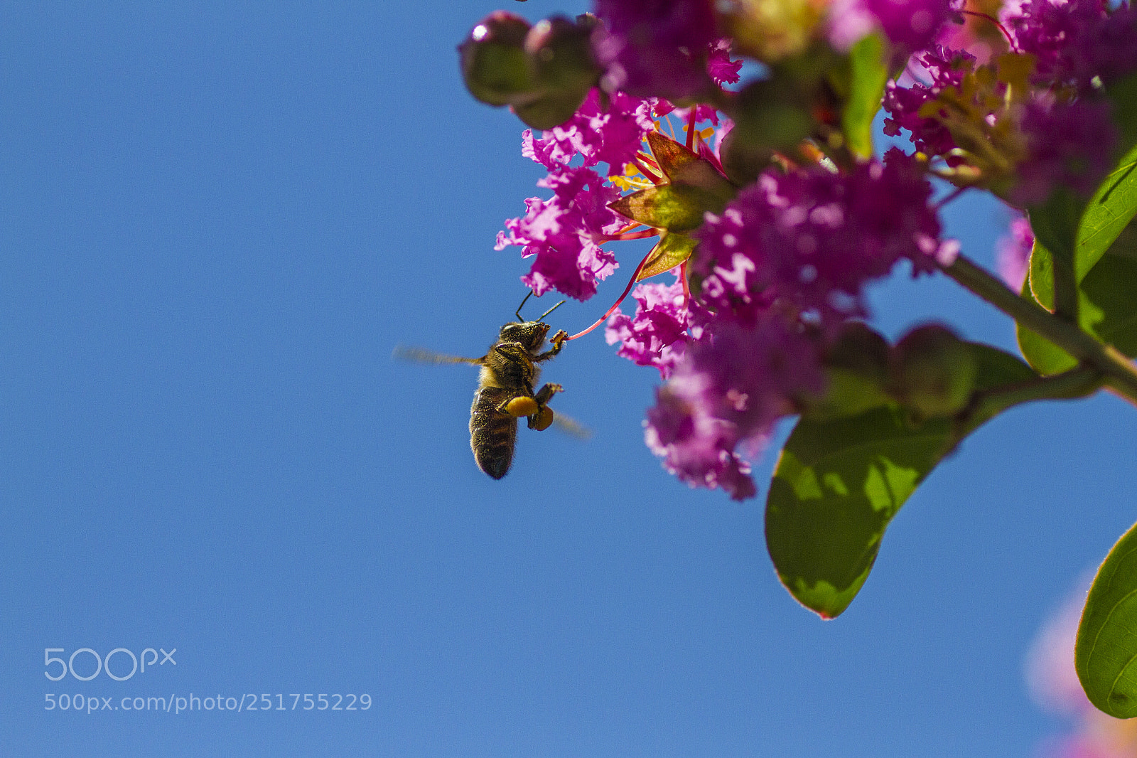 Canon EOS 7D sample photo. Abejas photography