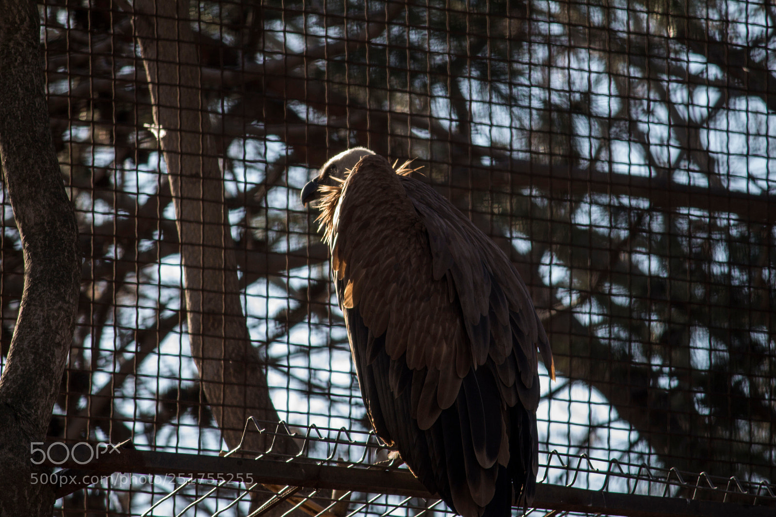 Canon EOS 700D (EOS Rebel T5i / EOS Kiss X7i) sample photo. Zoo photography
