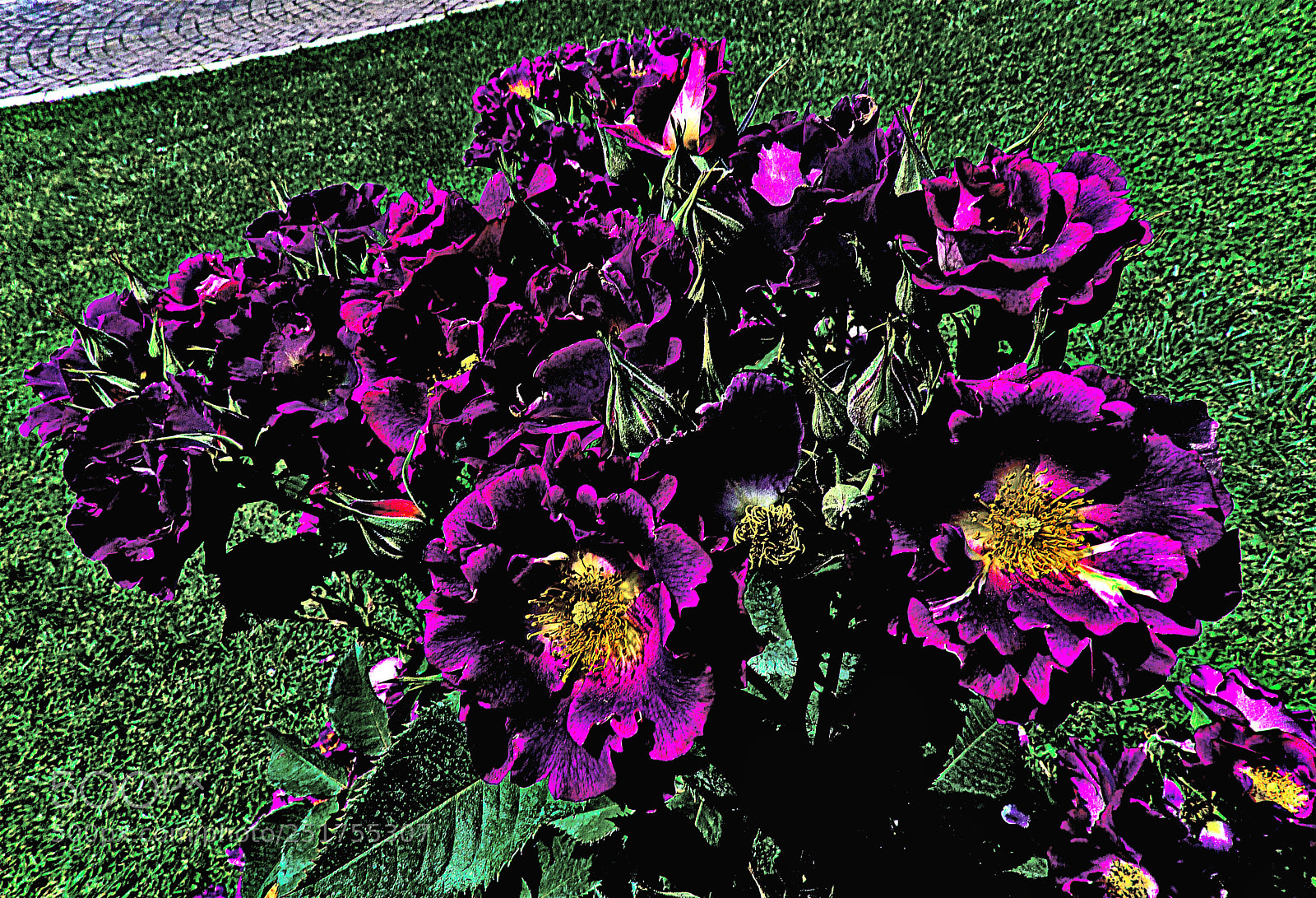 Panasonic Lumix DMC-FZ28 sample photo. Rose viola photography