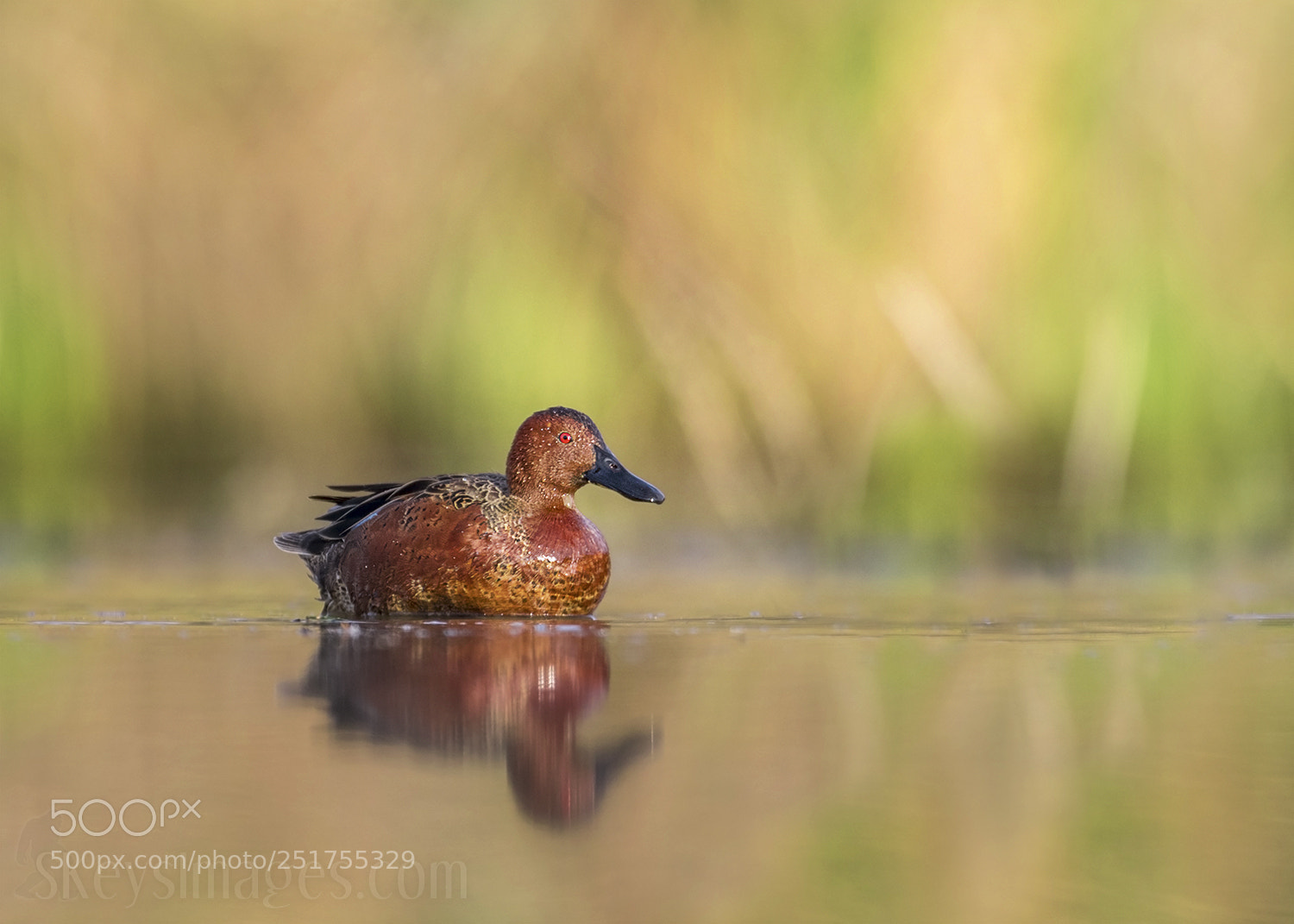 Nikon D500 sample photo. Stunner (cinnamon teal) photography