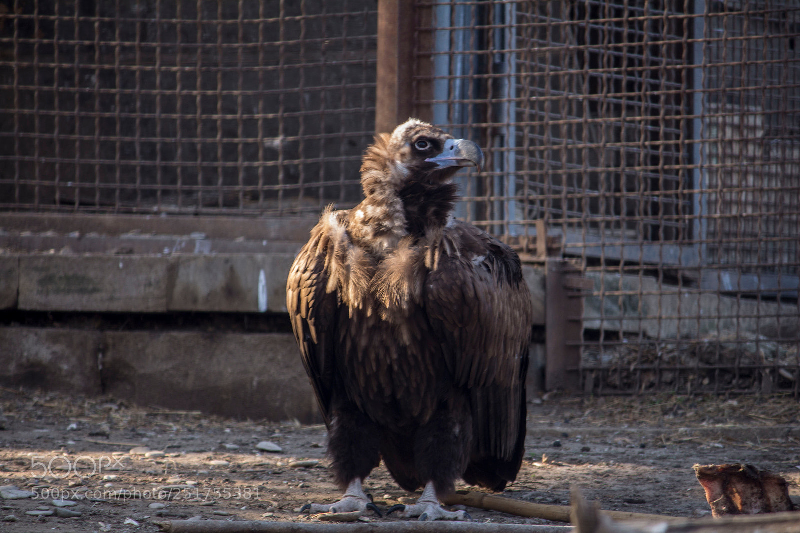 Canon EOS 700D (EOS Rebel T5i / EOS Kiss X7i) sample photo. Zoo photography