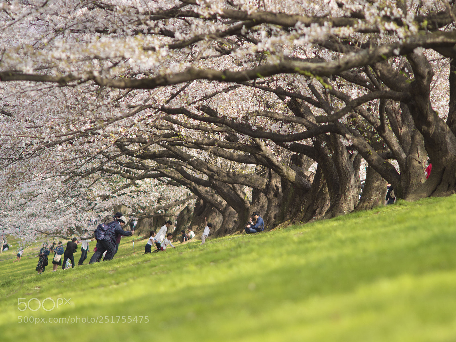 Panasonic Lumix DMC-GH4 sample photo. 京都八幡 photography