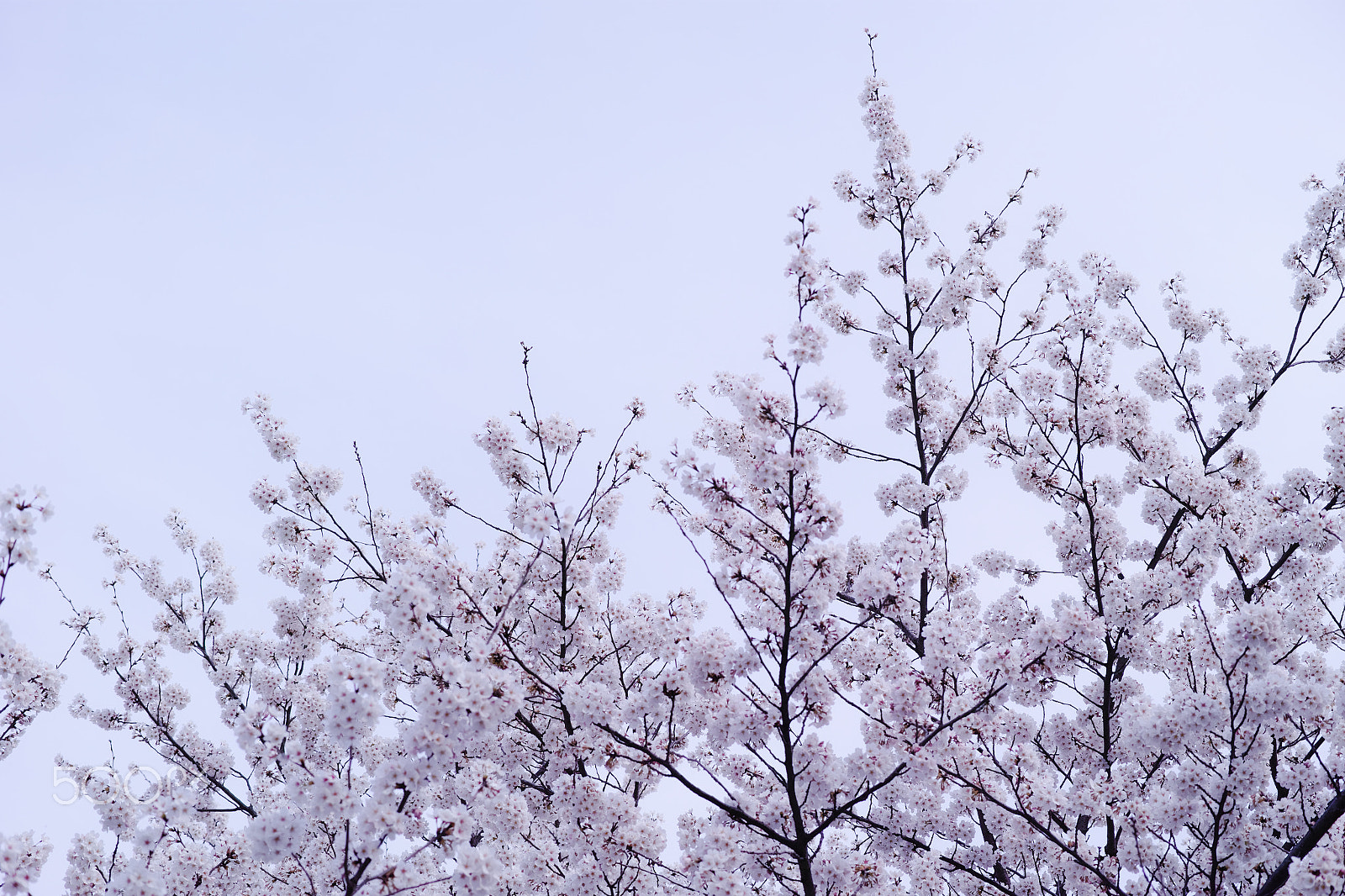 Sigma dp3 Quattro sample photo. Sakura photography