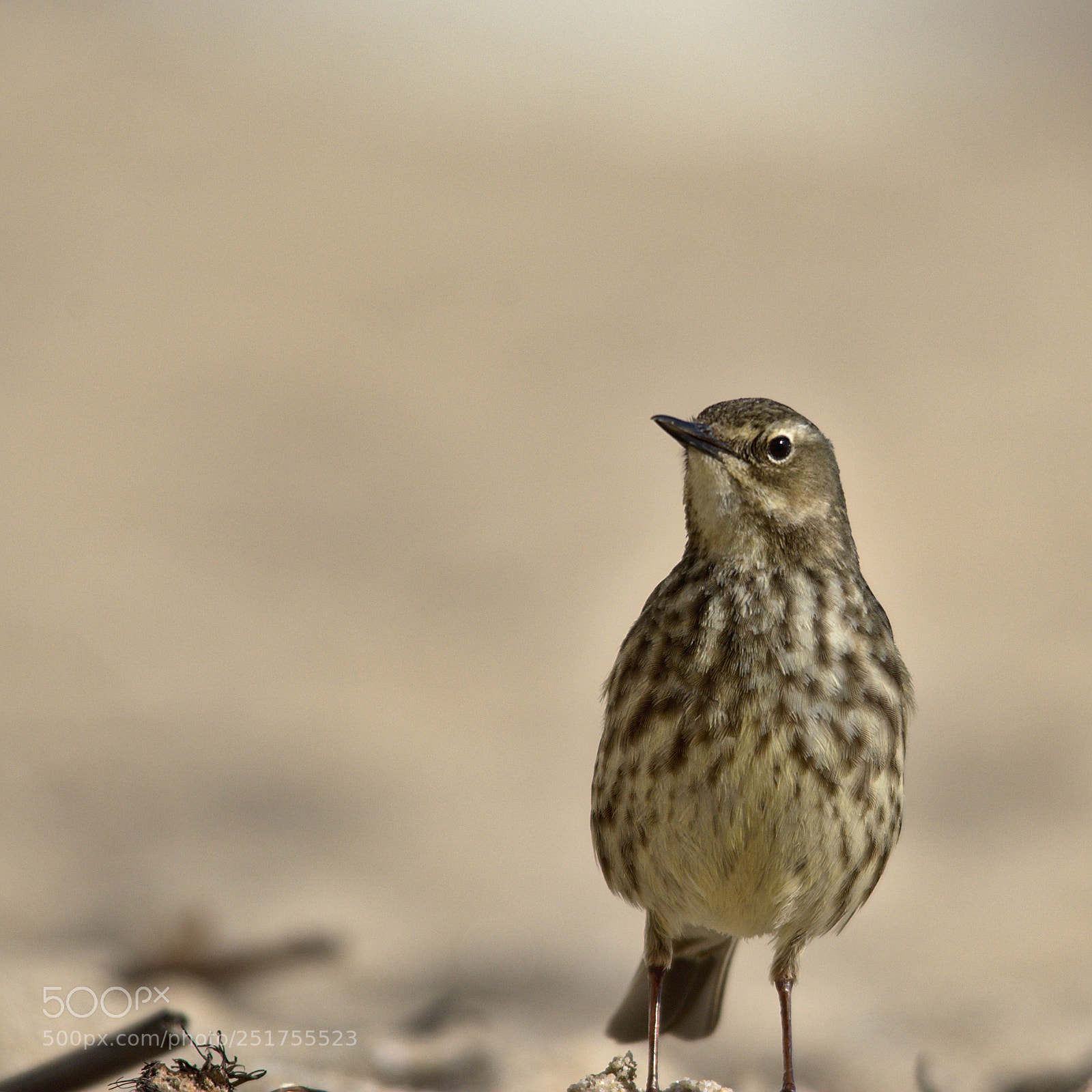 Nikon D7100 sample photo. Pipit maritime (anthus petrosus) photography