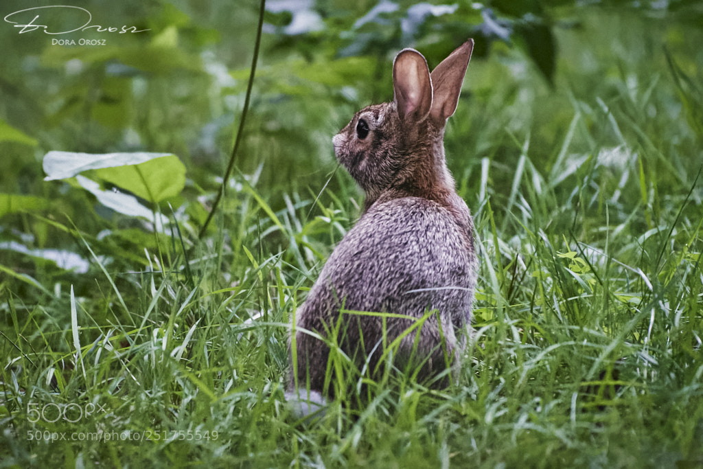 Nikon D500 sample photo. Tiny rabbit ears photography