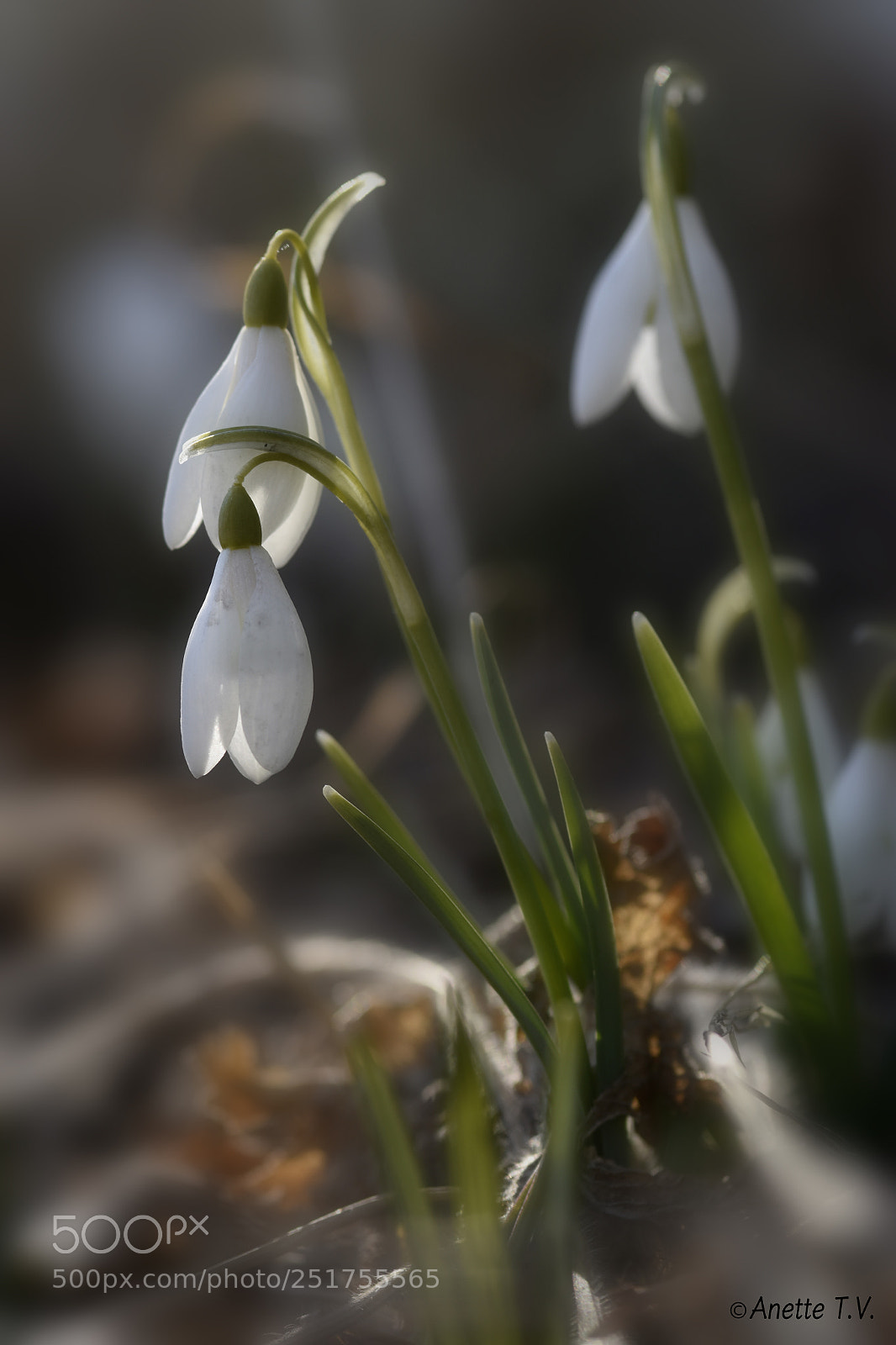 Nikon D5500 sample photo. Snowdrops photography