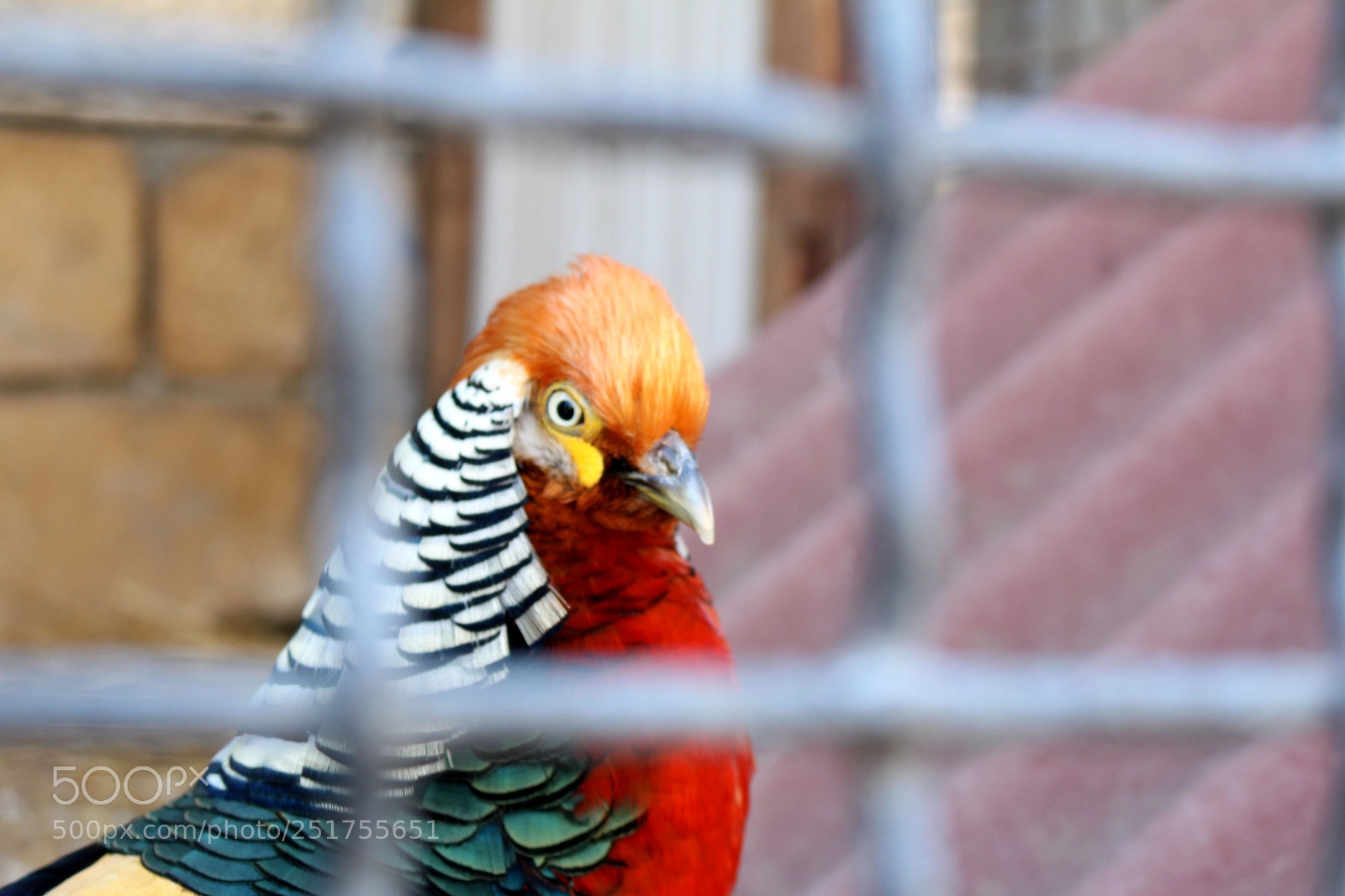 Canon EOS 700D (EOS Rebel T5i / EOS Kiss X7i) sample photo. Zoo photography