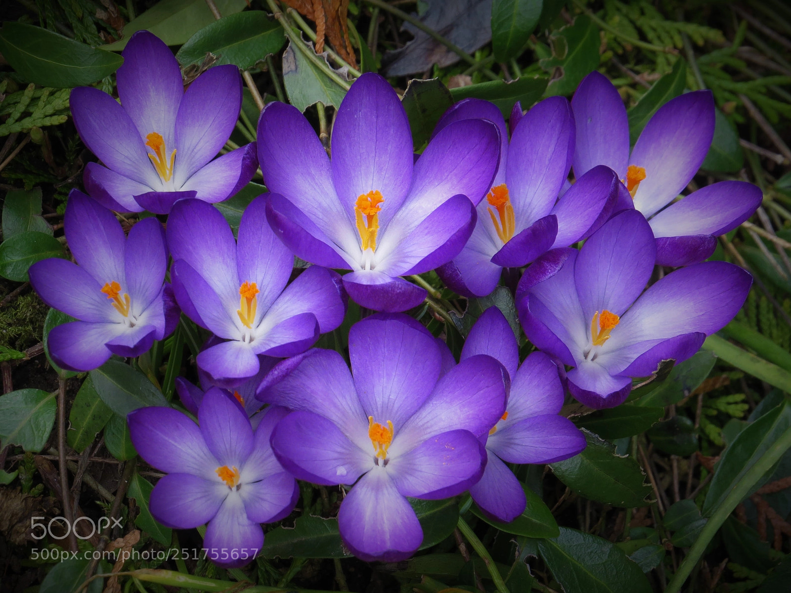 Canon PowerShot SX50 HS sample photo. Ten beautiful purple crocuses () photography